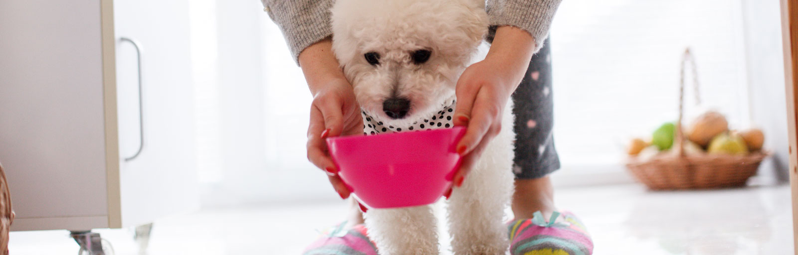 Is Your Pet Getting Enough Water?