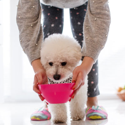 Preview image for article: Is Your Pet Getting Enough Water?