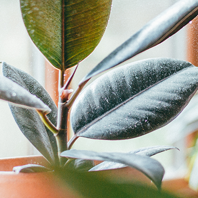 Preview image for article: A Guide to the Best Water for Plants