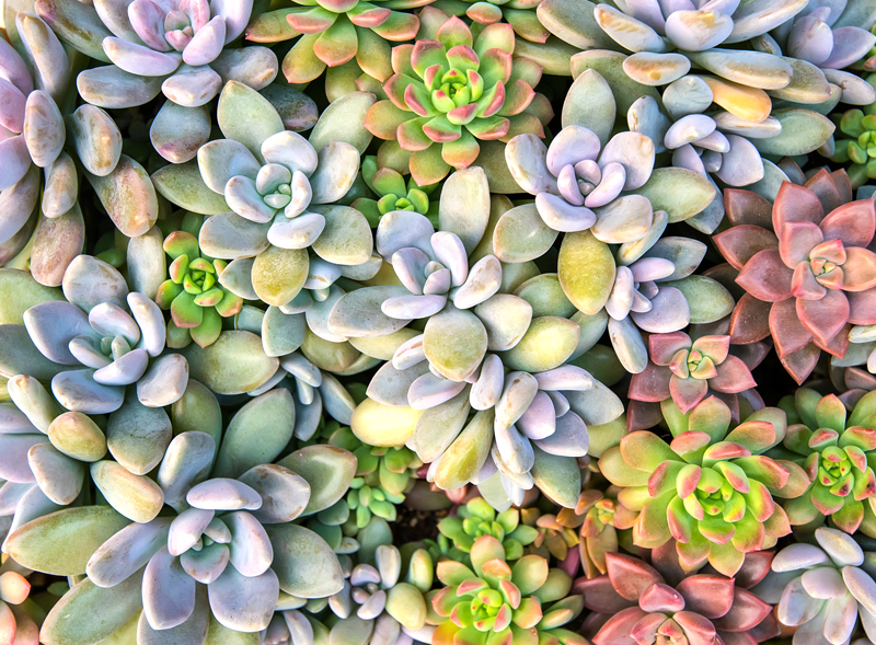 Preview image for article: Tips and Tricks to Garden Creatively in a Drought